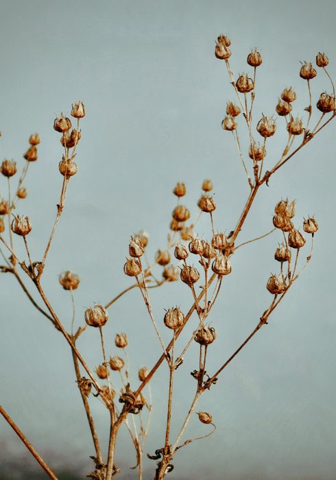 Poster Trockene Pflanzenzweige auf blauem Hintergrund