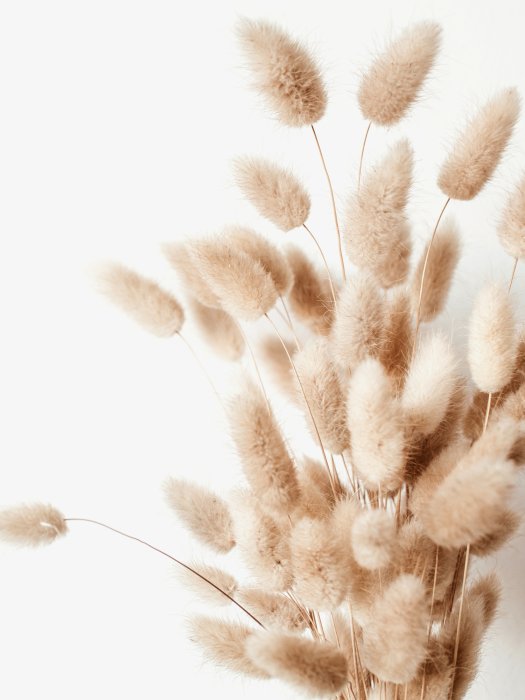 Poster Boho-Stil Gras Hasenschwanzgras