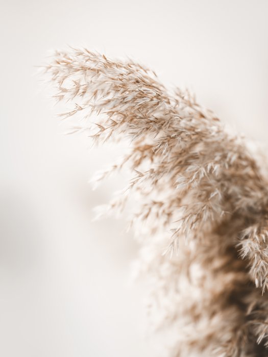 Poster Gras im Boho-Stil