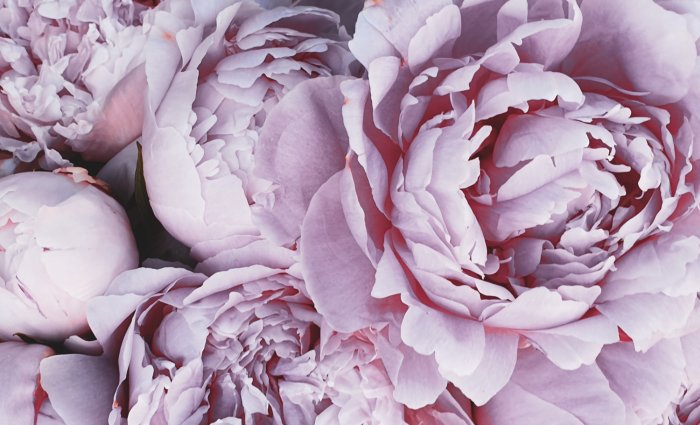 Poster Lila Pfingstrosen in voller Blüte