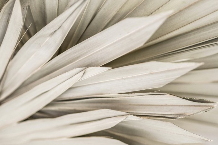 Poster Boho-Stil getrocknete Palmblätter zartes Naturmuster