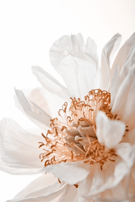 Poster Blühende weiße Blume Nahaufnahme