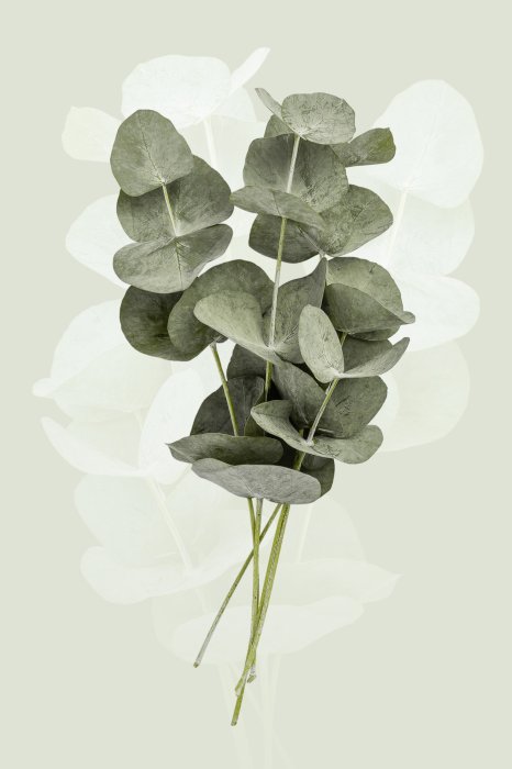 Poster Eukalyptuszweige auf grünem Hintergrund