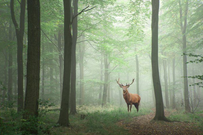 Poster Majestätischer Hirsch in einem grünen Wald Landschaft