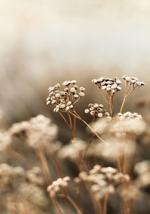 Poster Wildblumen Naturfotografie aus der Nähe