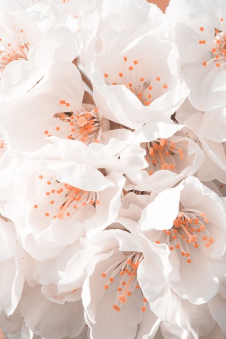 Poster Blühender Kirschbaum weiße Blumen