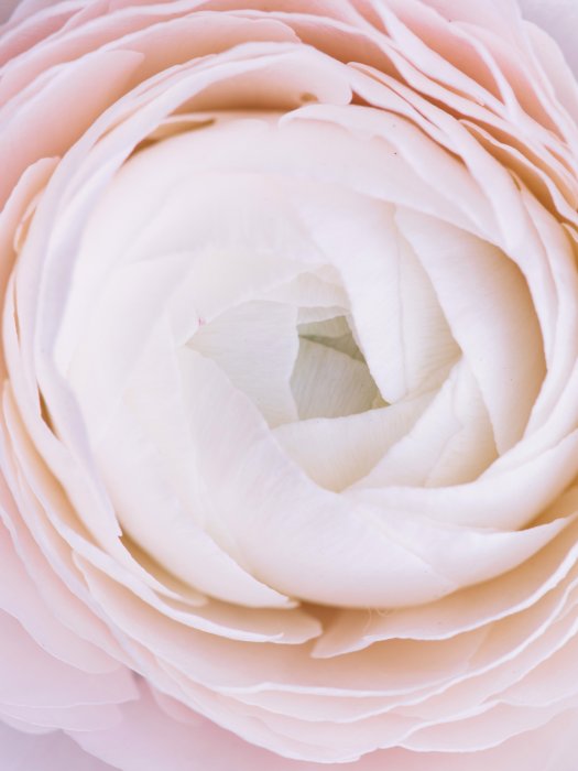 Poster Blume in Pastellfarben