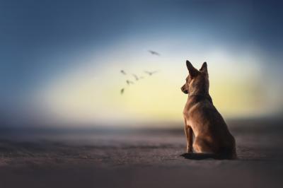 Fototapete Großer Hund am Strand vor dem Meer