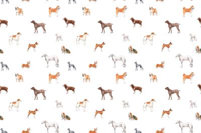 Fototapete Verschiedene Rassehunde auf weißem Hintergrund