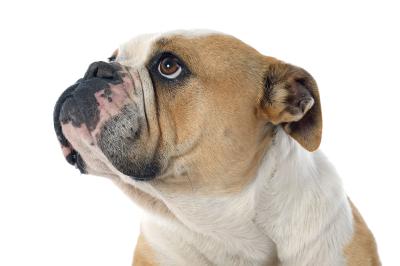 Fototapete Englische Bulldogge auf weißem Hintergrund