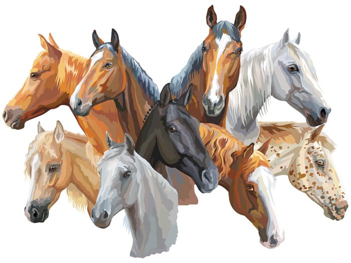 Sticker Farbenfrohe Porträts verschiedener Pferderassen