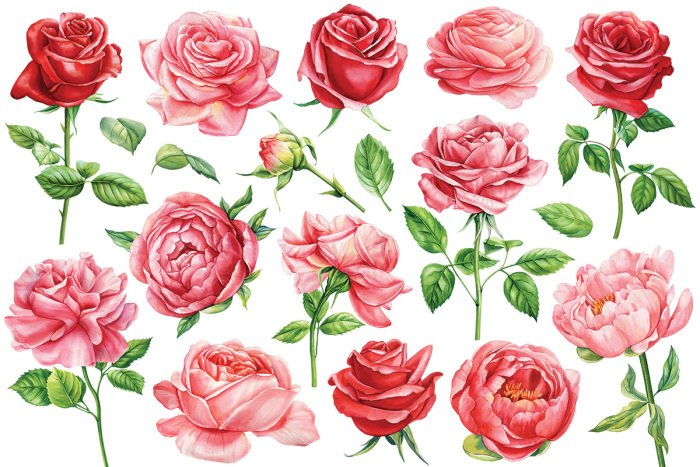 Sticker Rosen und Pfingstrosen mit Blättern im Aquarellstil