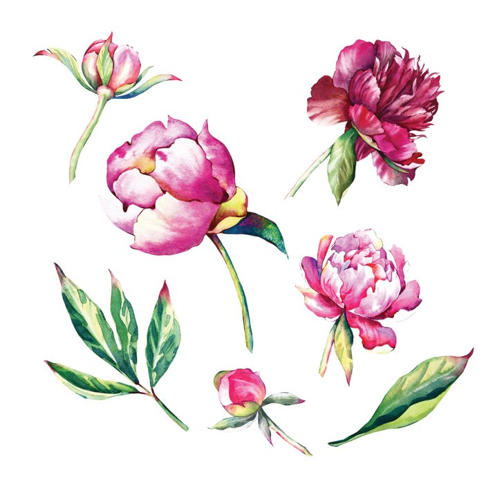 Sticker Rosa Pfingstrosen und grüne Blätter im Aquarellstil