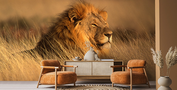 Fototapete Löwe auf Safari