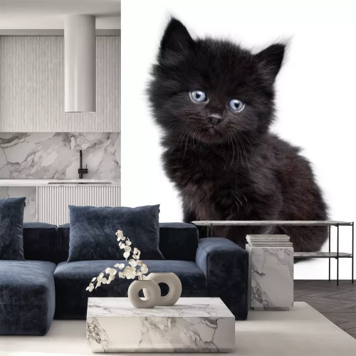 Sticker Tiere Kätzchen mit blauen Augen und schwarzem Fell