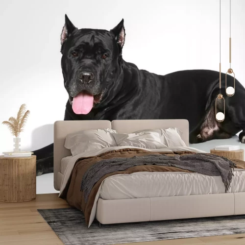 Sticker Tiere Cane Corso mit glänzendem schwarzem Fell