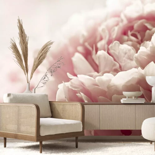 Fototapete Makroaufnahme einer rosa Pfingstrosenknospe