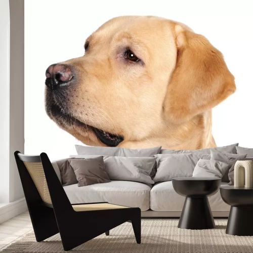 Sticker Porträt eines beige Labradors