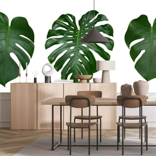 Sticker Monstera Pflanze Blätter, die tropische immergrüne Reben isoliert auf weißem Hintergrund, Clipping-Pfad enthalten