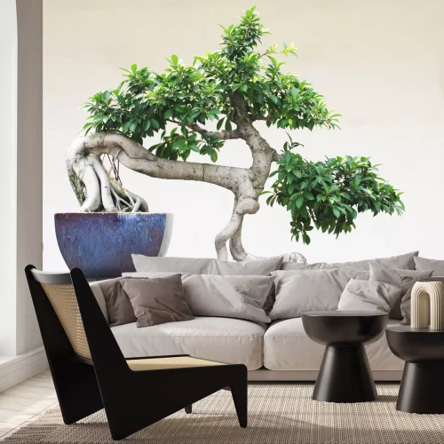 Fototapete Bonsai-Baum im Topf