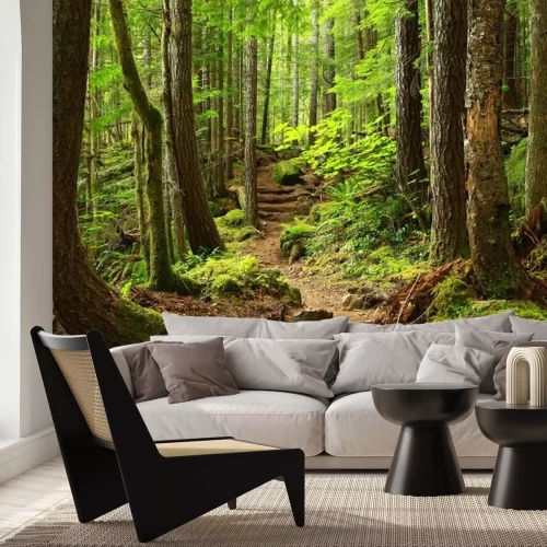 Fototapete Ein Bild von einem Pacific Northwest Forest Trail