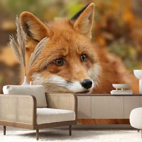 Fototapete Feldlandschaft mit einem Fuchs