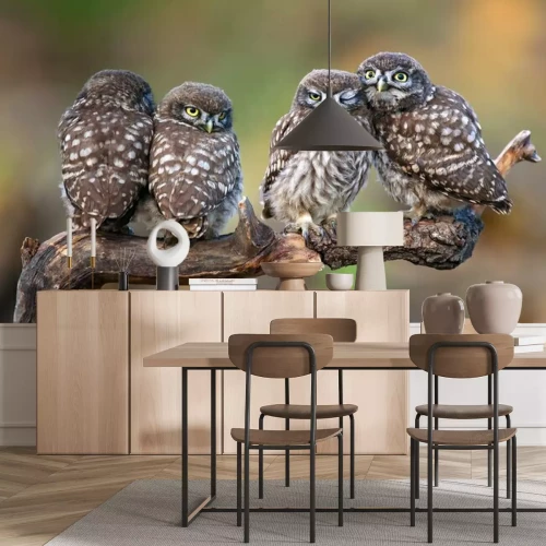 Fototapete Vier Eulen auf einem Ast