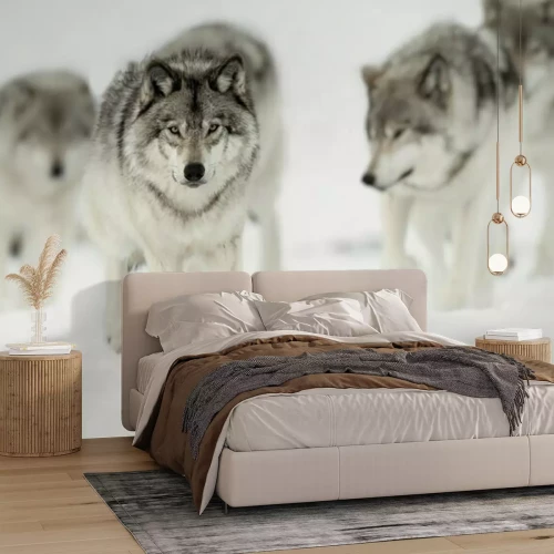 Fototapete Wölfe durch eine verschneite Straße laufend