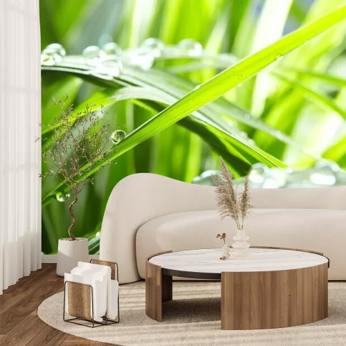 Fototapete Wassertropfen auf grünem Gras