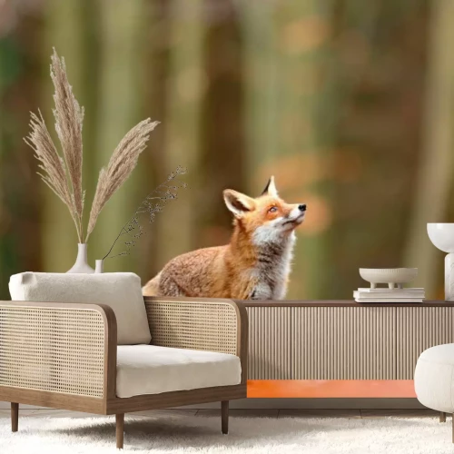 Fototapete Fuchs auf einer Lichtung vor dem Wald