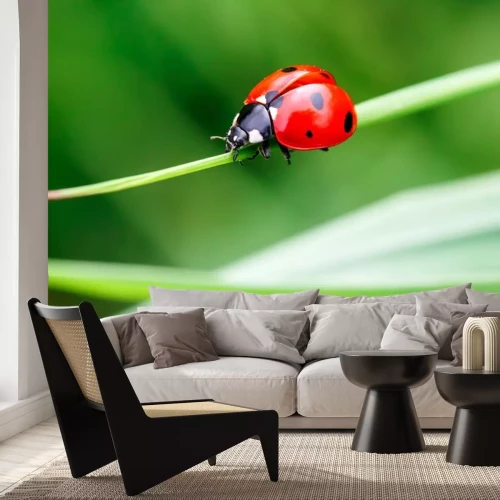 Sticker Marienkäfer auf grünem Gras