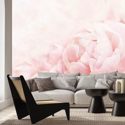 Fototapete Blühender empfindlicher Pfingstrosenrahmen des Sommers, blühende Pfingstrosen blüht festlichen Hintergrund, die Pastell- und weiche Blumenkarte, der selektive Fokus, getont