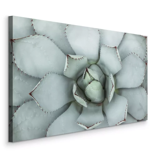 Bild Eine Makroaufnahme einer hellgrünen Sukkulente