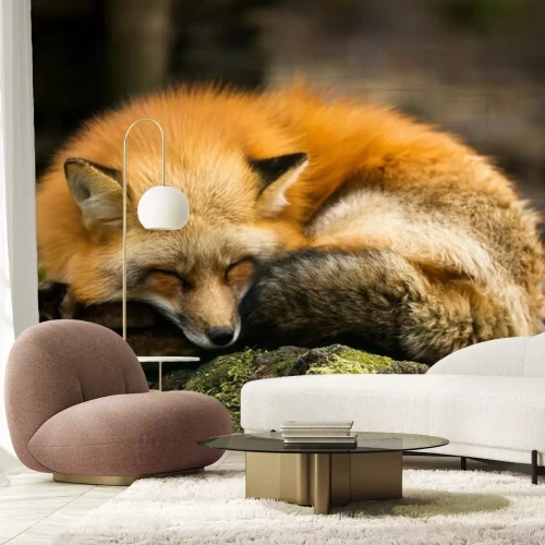 Fototapete Schlafender Fuchs auf Stein
