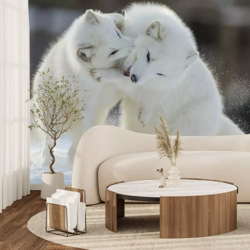 Fototapete Weiße, spielende Füchse