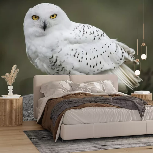 Fototapete Weiße Eule auf Stein