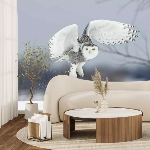 Fototapete Über dem Schnee fliegende Eule