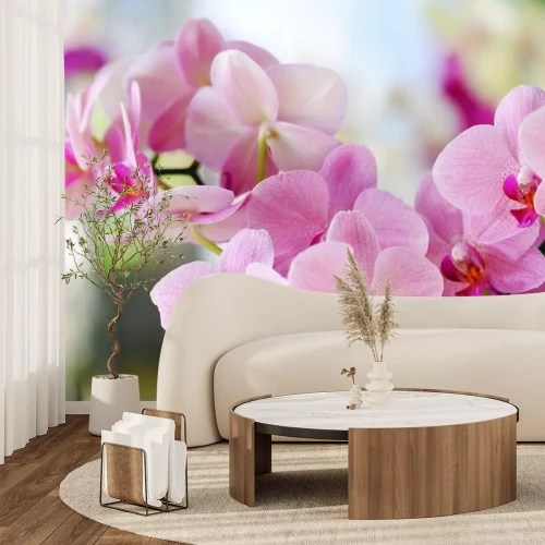 Sticker Orchidee in Puderrosa