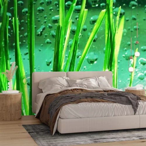 Fototapete Grünes Gras vor dem Hintergrund des Wassers