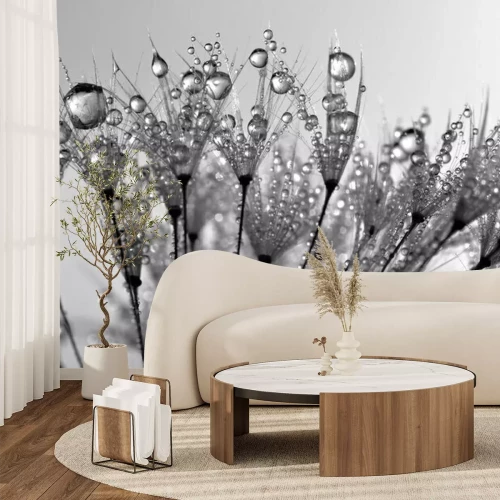 Fototapete Dewy dandelion