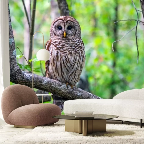 Fototapete Waldkauz auf einem Ast