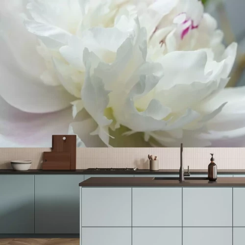 Fototapete Weiße Pfingstrosen aus nächster Nähe