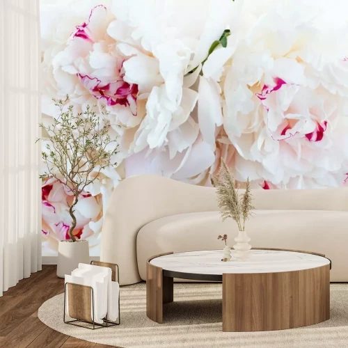 Fototapete Frische Pfingstrose Blumen