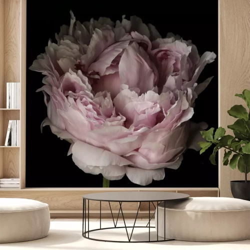 Fototapete Rosa Pfingstrose Nahaufnahme