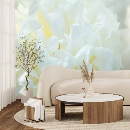 Fototapete Nahaufnahme von weißen Pfingstrosenblüten