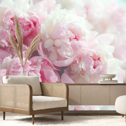 Fototapete Flaumige rosa Pfingstrosen blüht Hintergrund