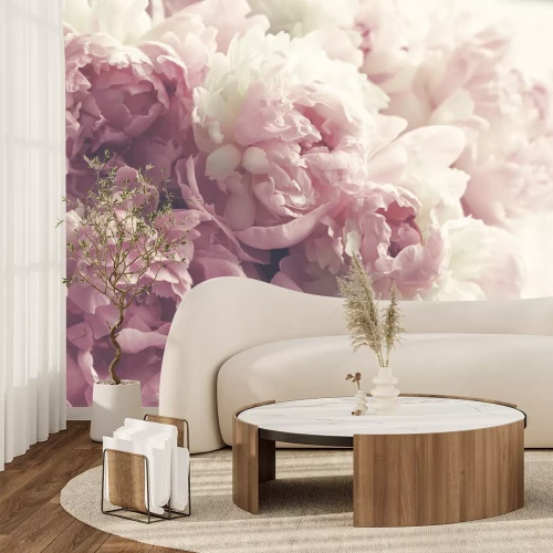 Fototapete Flaumige rosa Pfingstrosen blüht Hintergrund