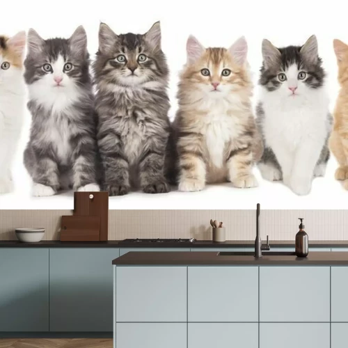 Fototapete Farbige, flauschige Katzen