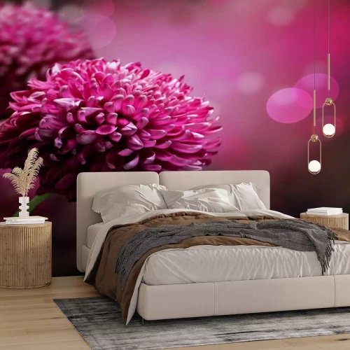 Fototapete Dahlien in Makro-Version