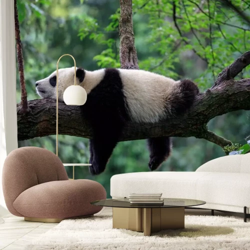 Fototapete Fauler Panda schläft auf einem Baumast